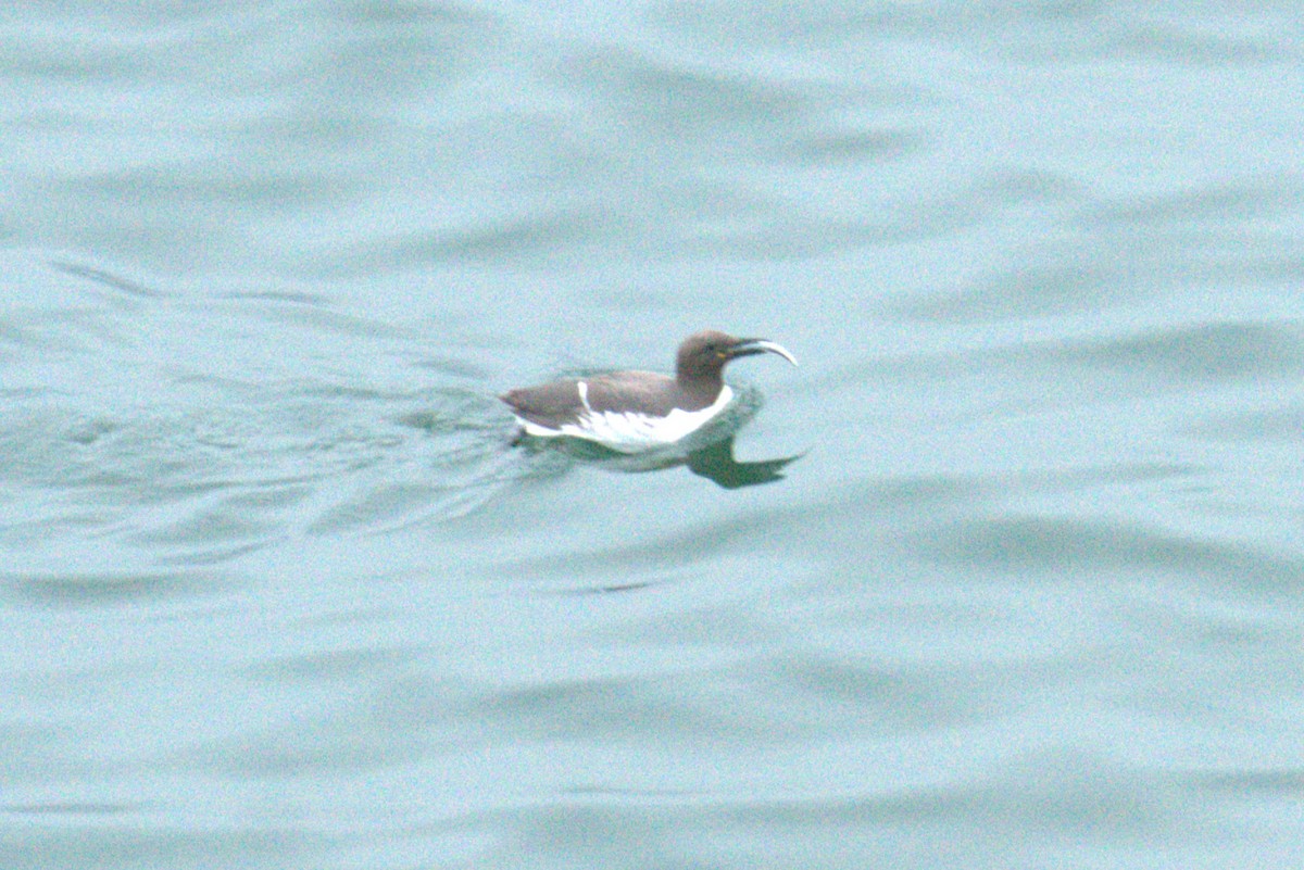 Common Murre - ML640381555