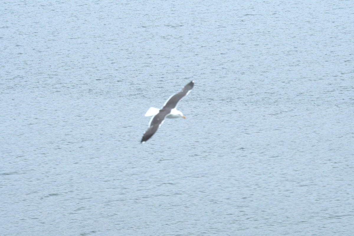 Great Black-backed Gull - ML640381601
