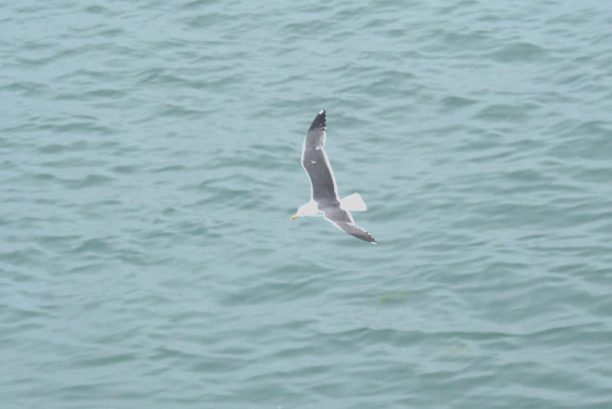Great Black-backed Gull - ML640381602