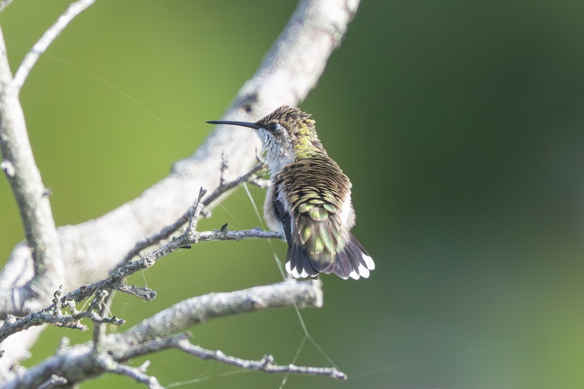 Ruby-throated Hummingbird - ML640381642