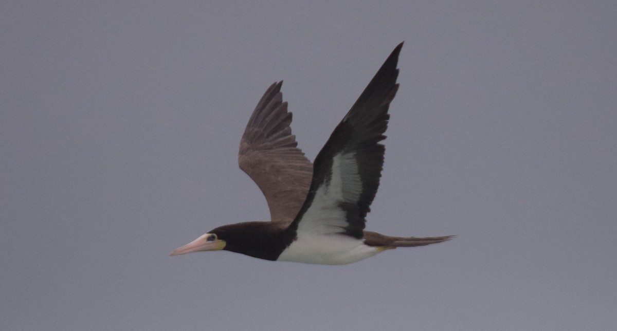 Бурая олуша - ML640381704