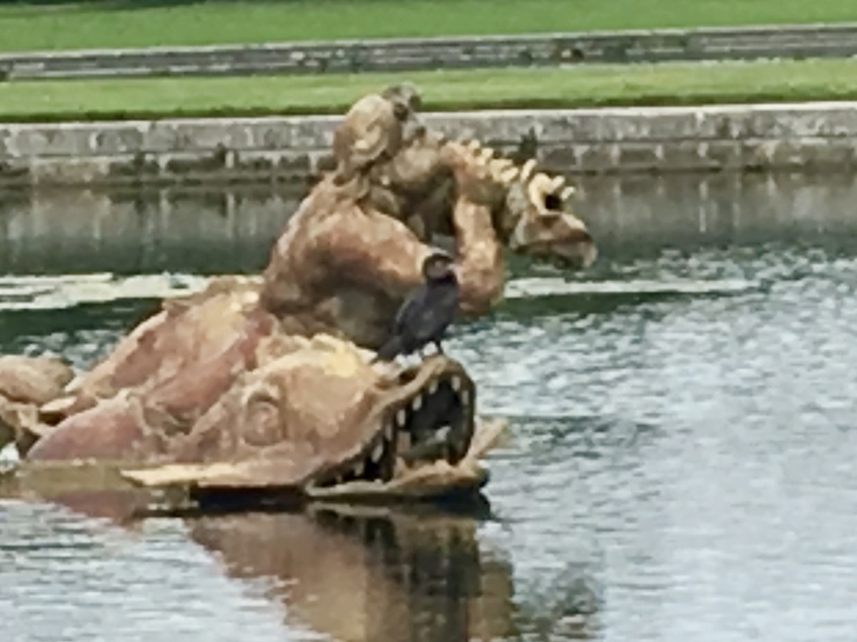 Great Cormorant - ML640381745