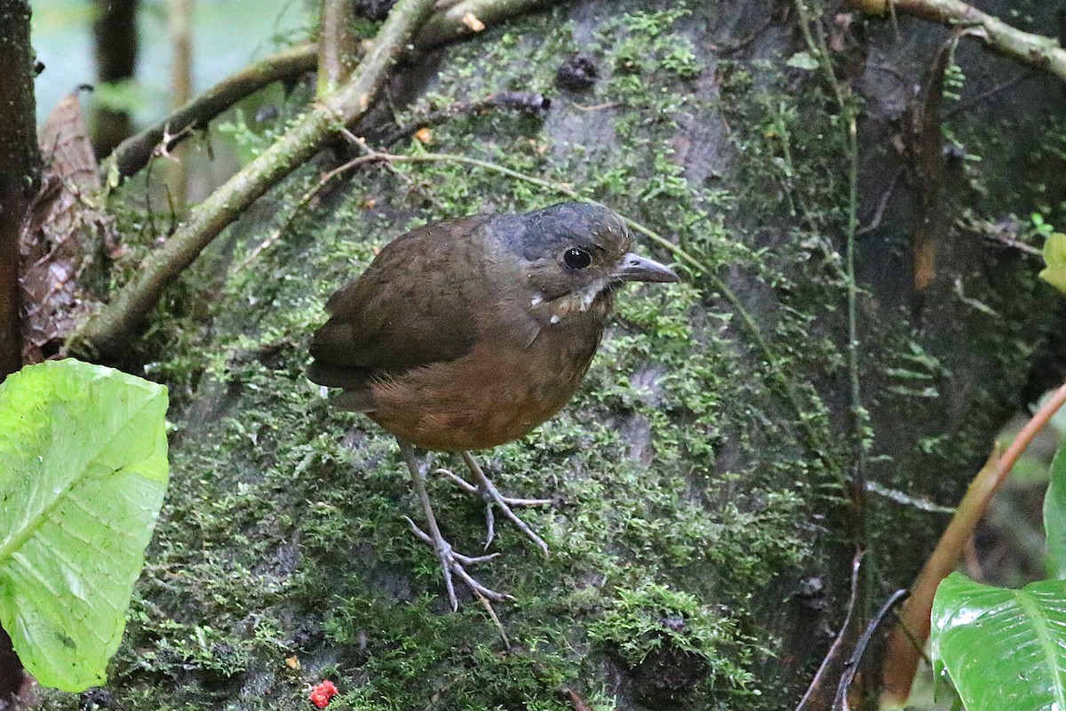 Moustached Antpitta - ML640381758