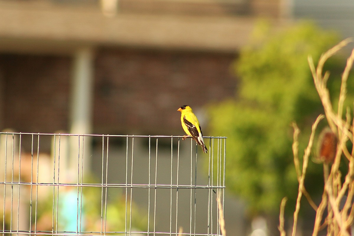 American Goldfinch - ML640381806