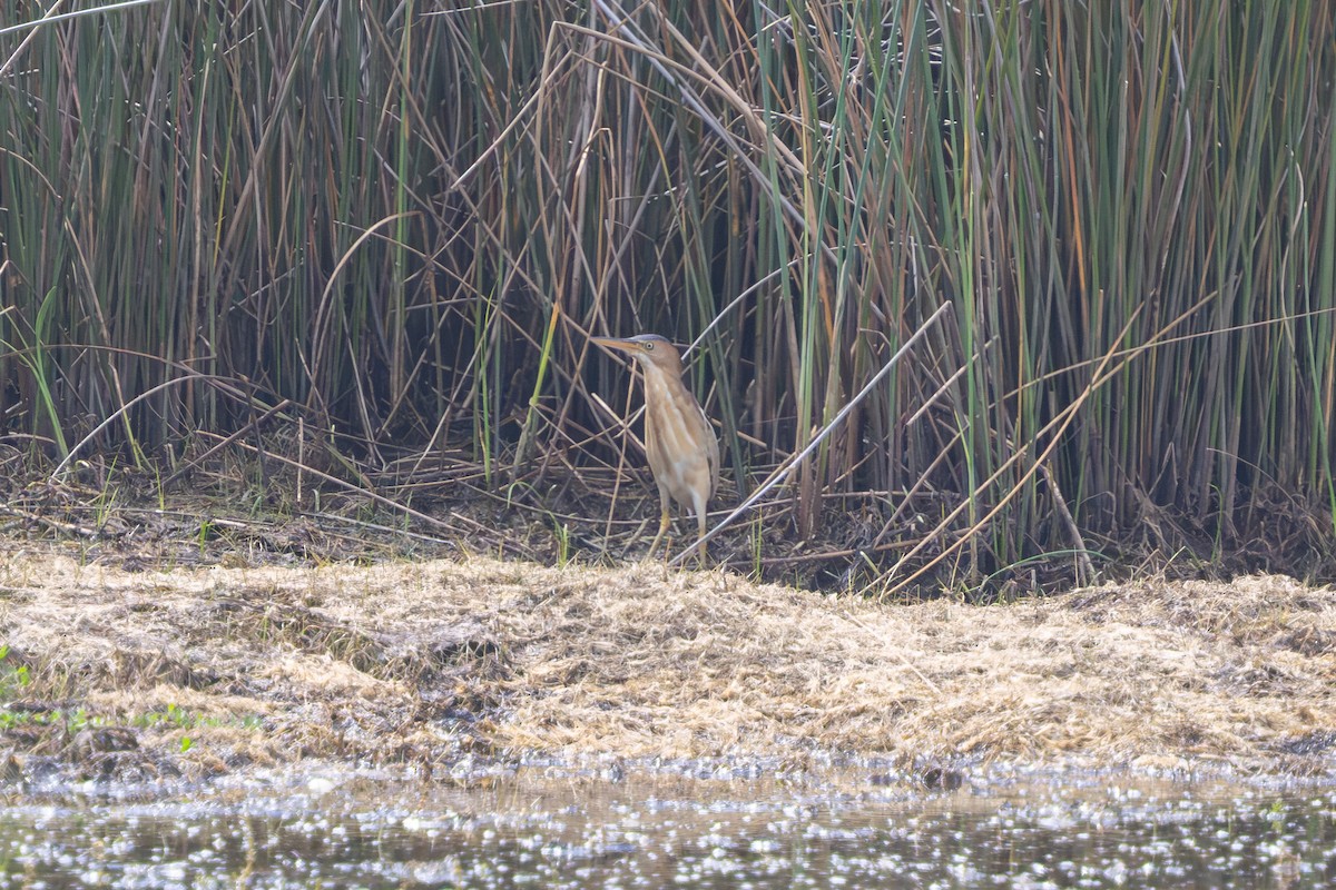 Least Bittern - ML640381813