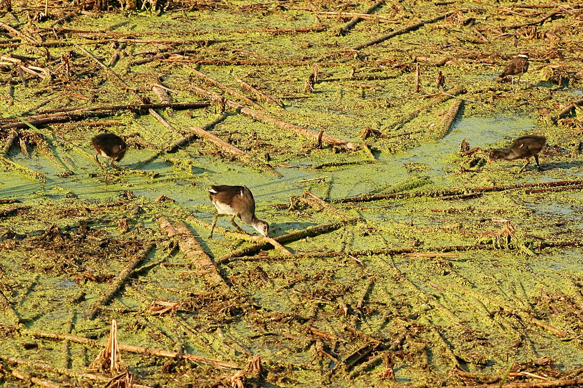 Common Gallinule - ML640381814