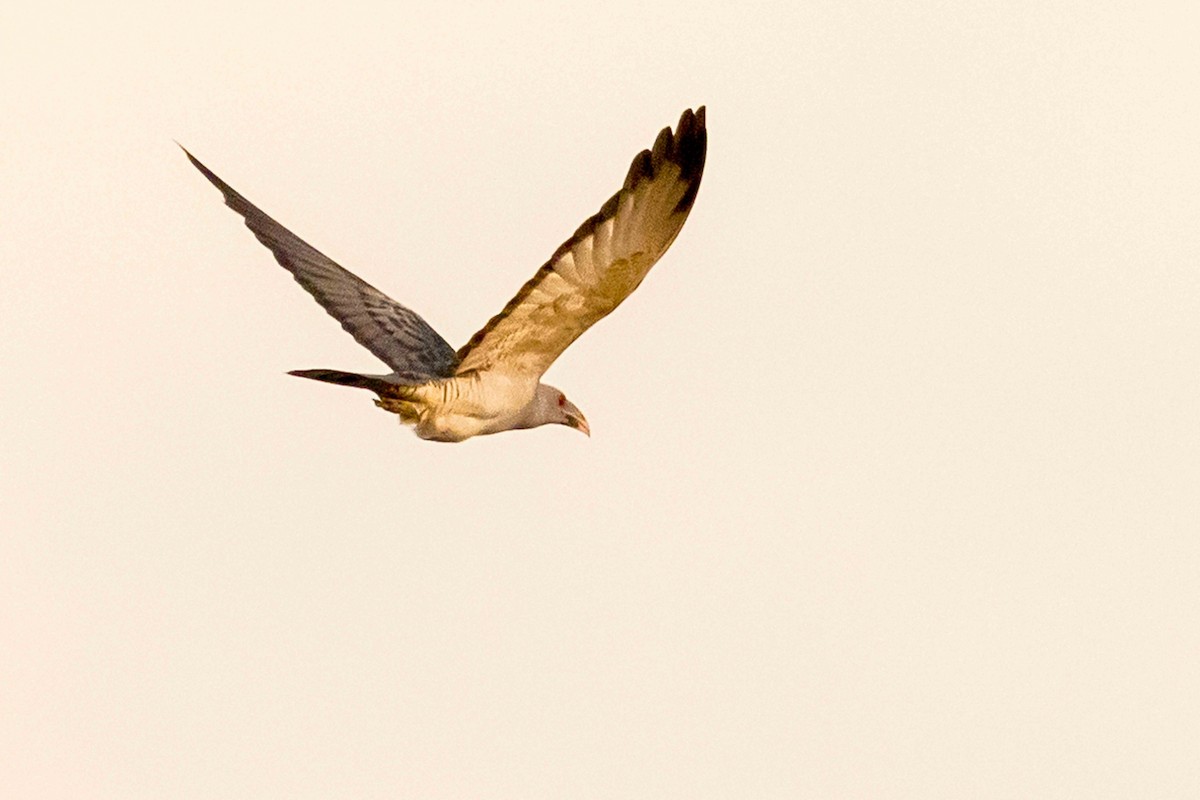 Channel-billed Cuckoo - ML640381815