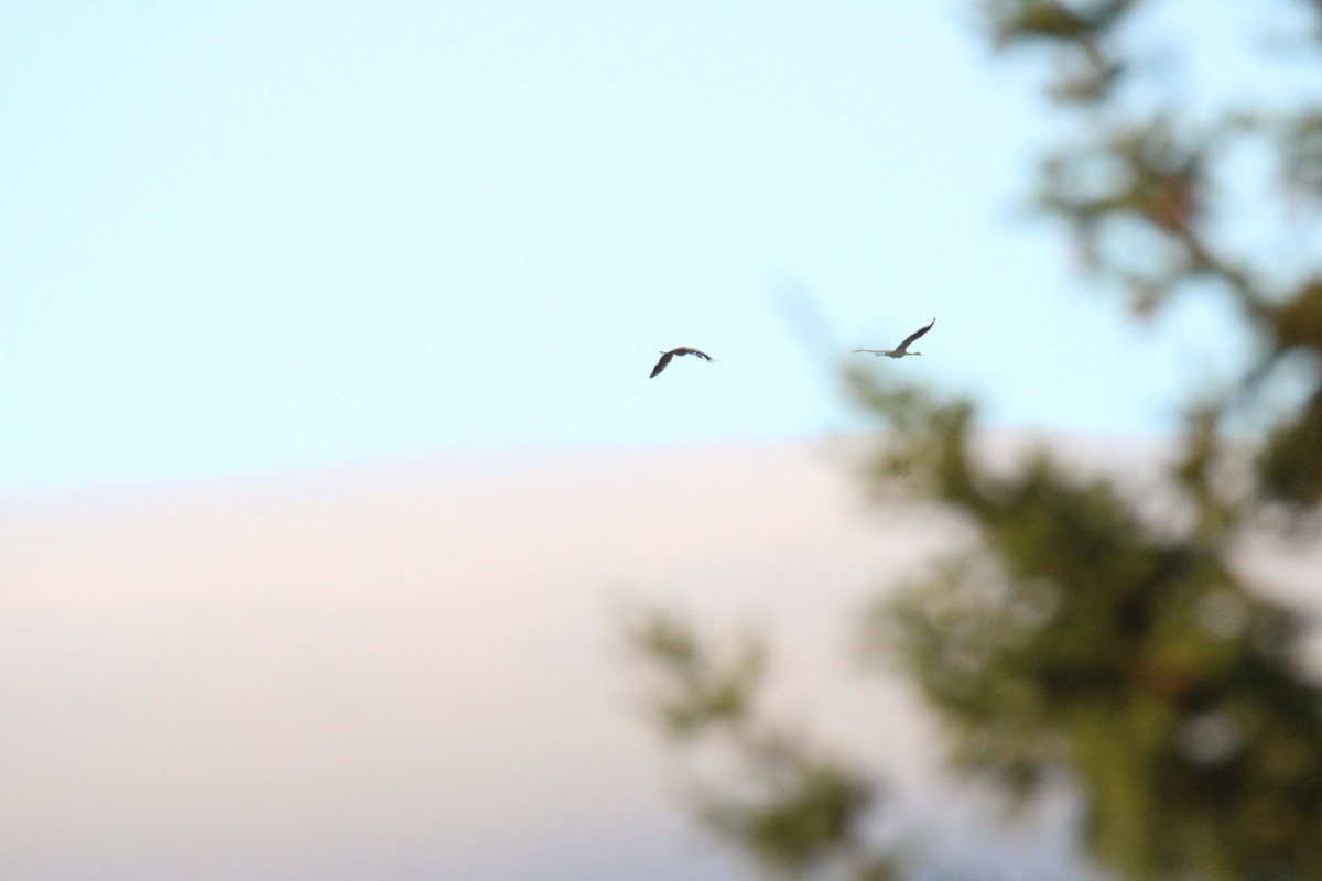 Common Crane - ML640381862