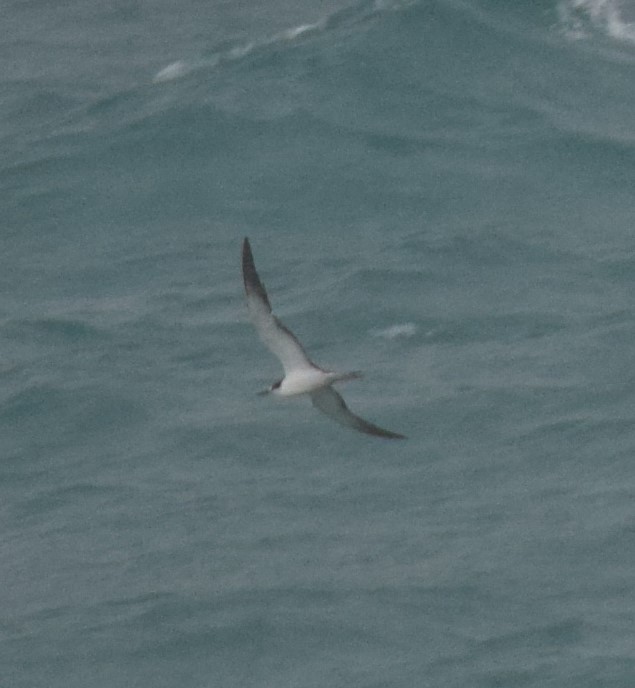 Тёмная крачка - ML640381915