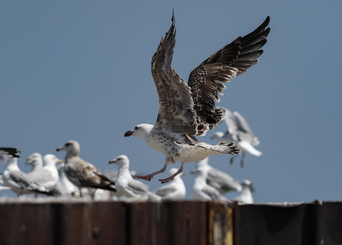Great Black-backed Gull - ML640381923
