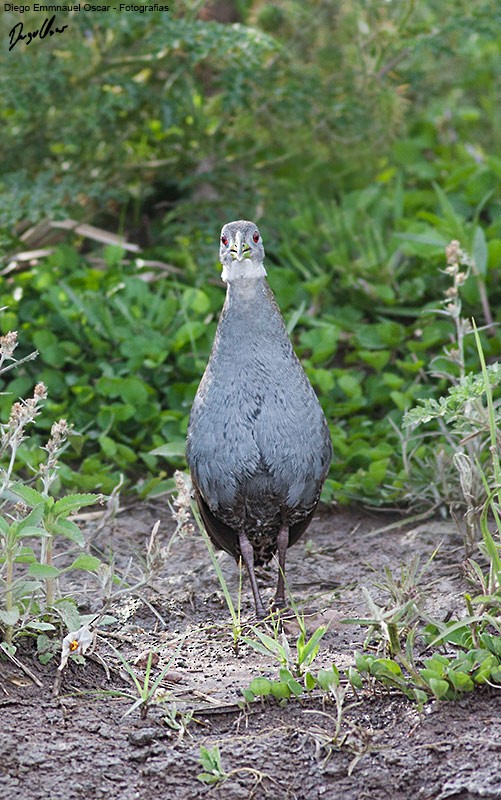 Ash-throated Crake - ML640381924