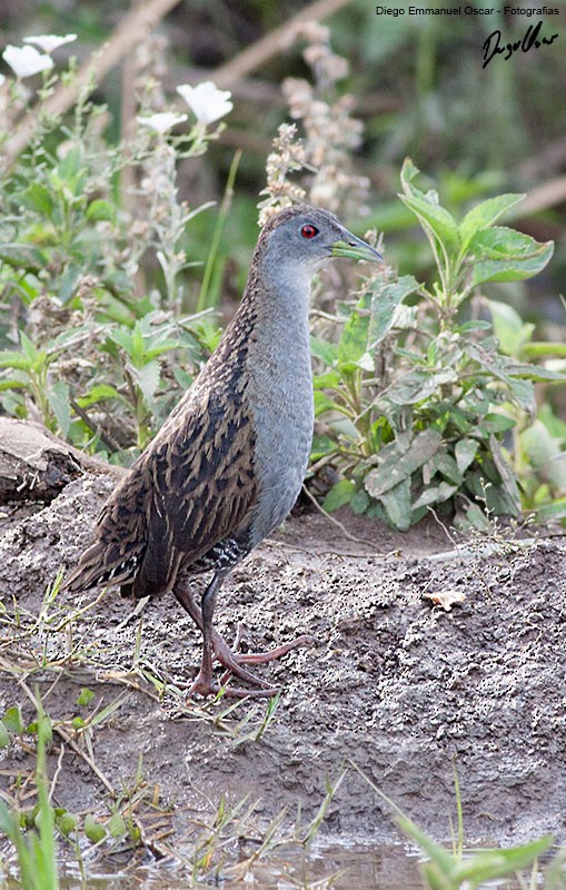Ash-throated Crake - ML640381925