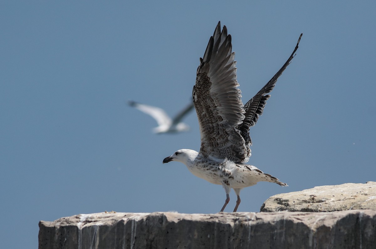Great Black-backed Gull - ML640381926