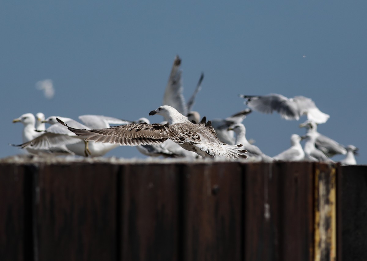 Great Black-backed Gull - ML640381927