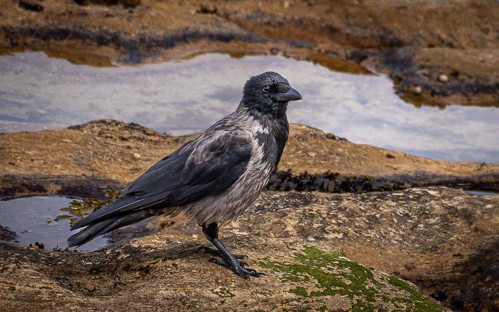 Carrion x Hooded Crow (hybrid) - ML640382058