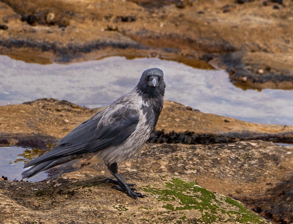 Carrion x Hooded Crow (hybrid) - ML640382060