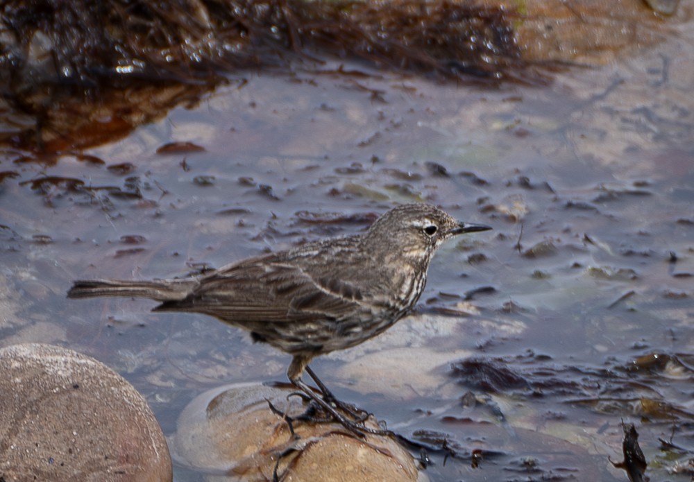 Rock Pipit - ML640382089
