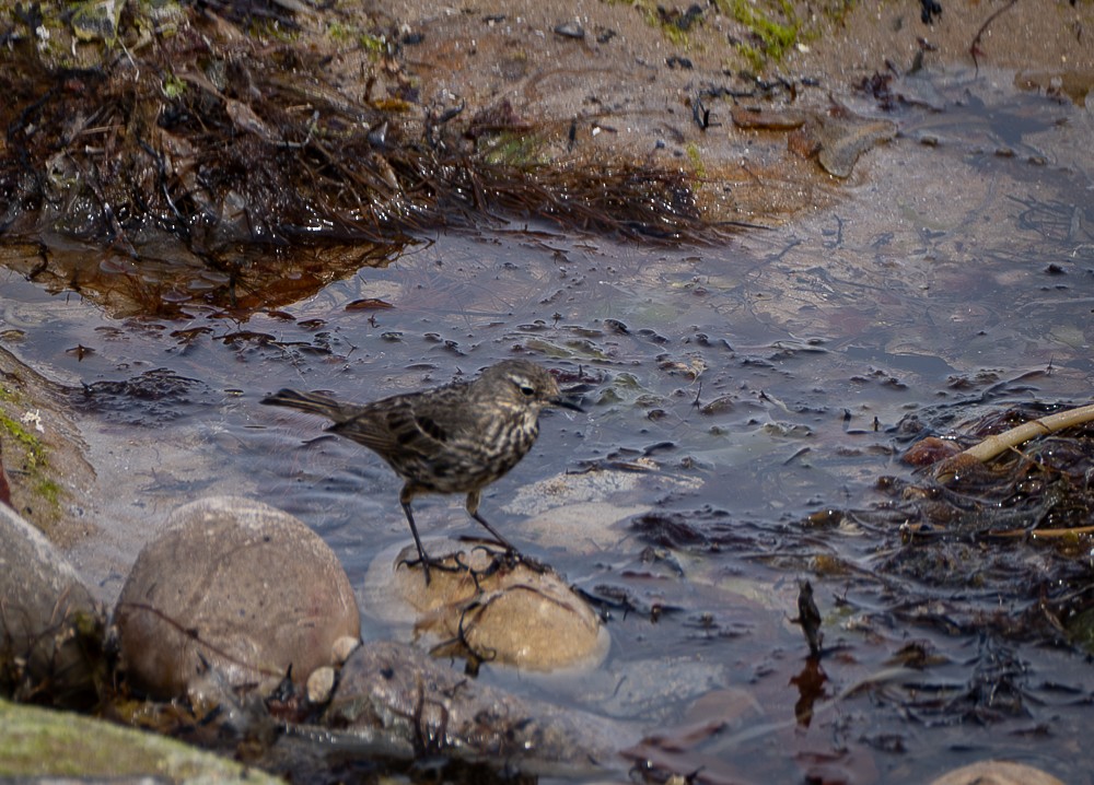 Rock Pipit - ML640382090