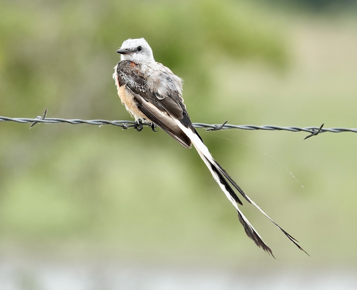 Scissor-tailed Flycatcher - ML640382096