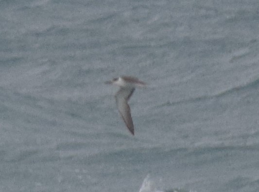 Бурокрылая крачка - ML640382149