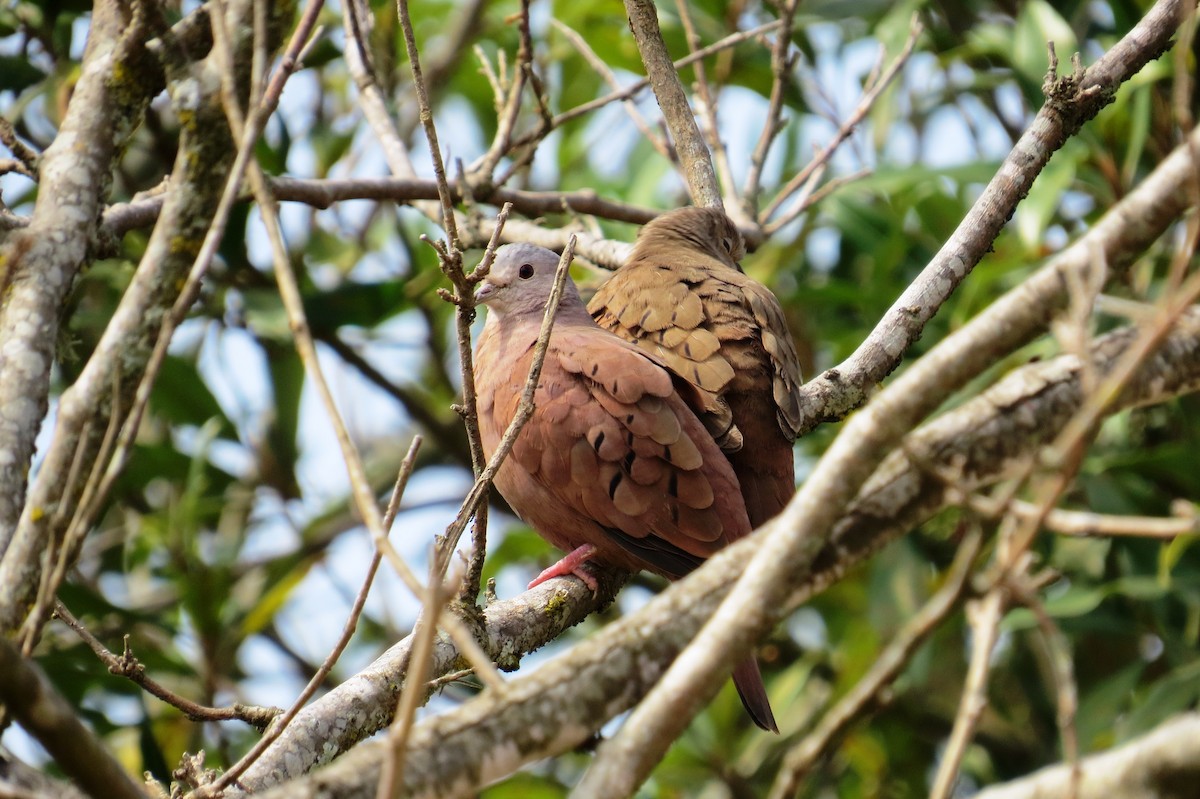 Ruddy Ground Dove - ML640382162