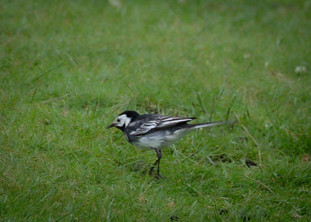 White Wagtail (British) - ML640382174
