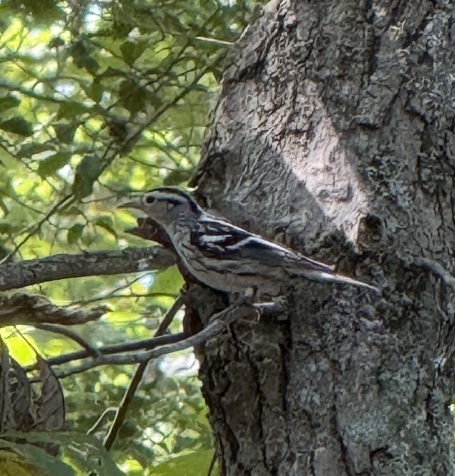 Black-and-white Warbler - ML640382190