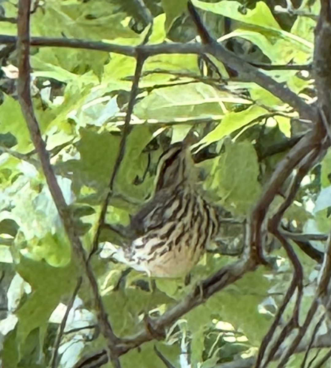 Northern Waterthrush - ML640382199