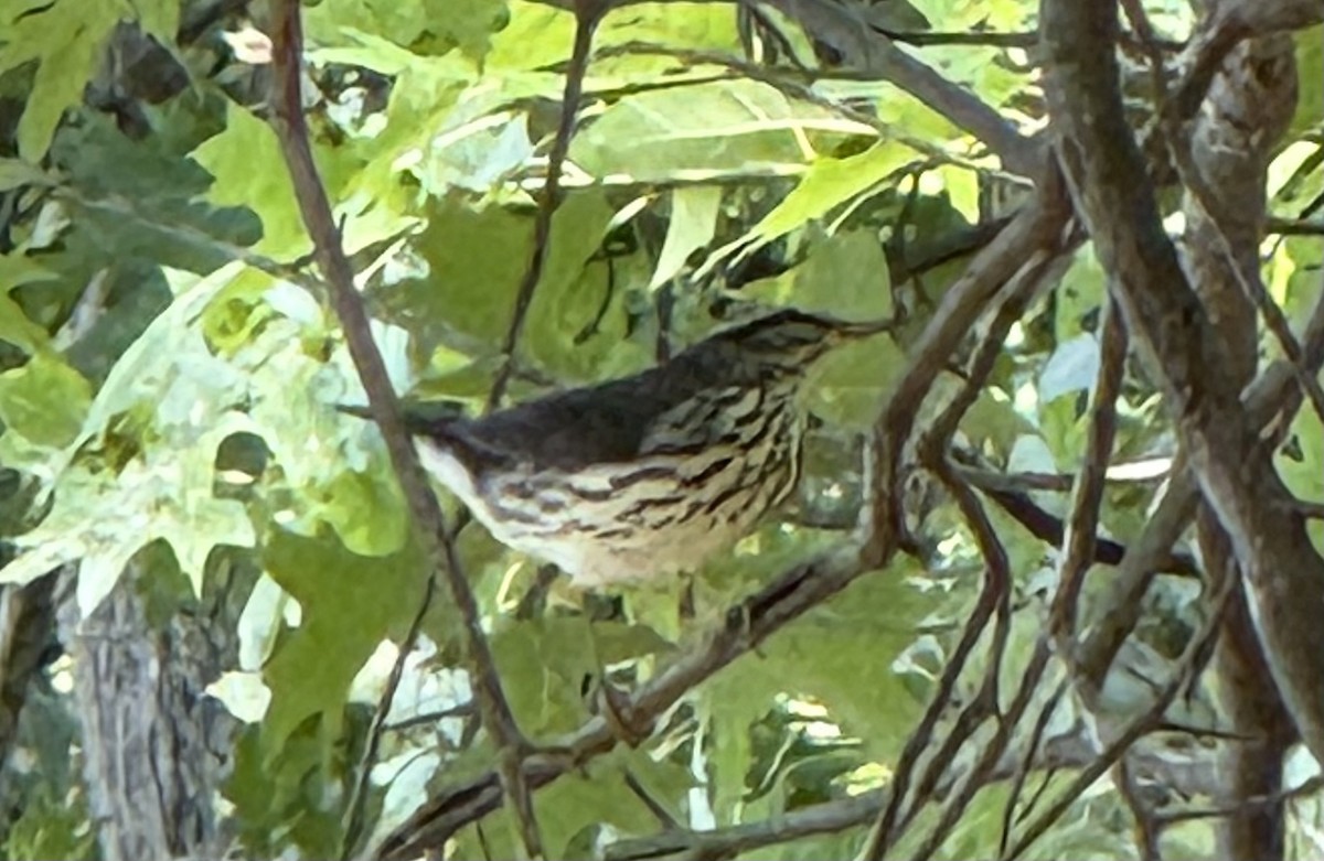 Northern Waterthrush - ML640382200