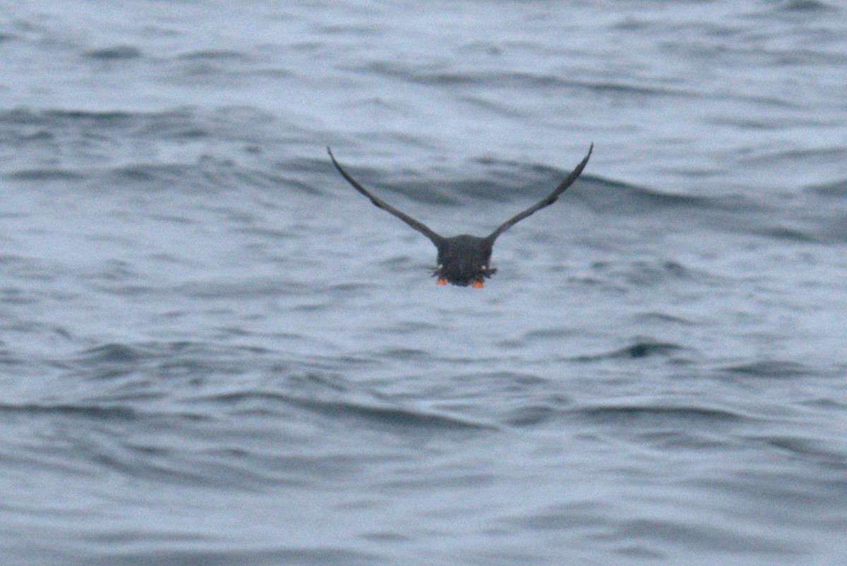 Atlantic Puffin - ML640382209