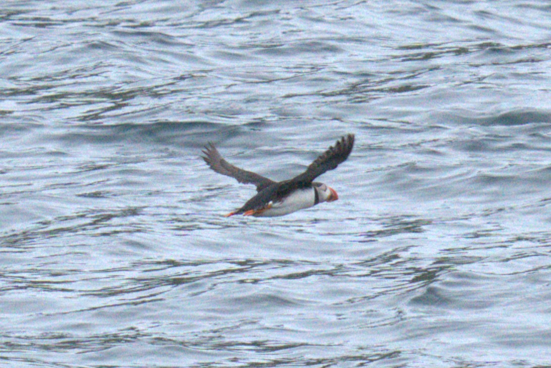 Atlantic Puffin - ML640382210