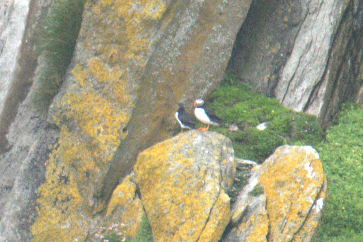 Atlantic Puffin - ML640382211