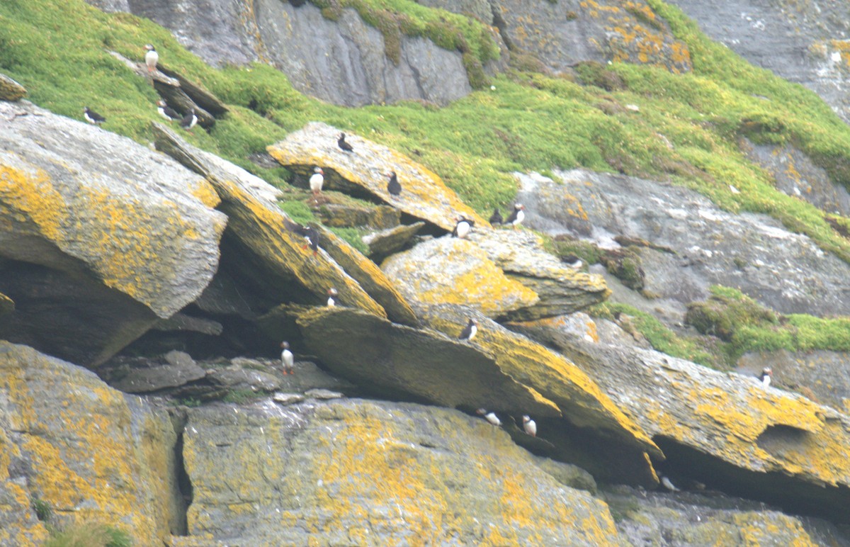 Atlantic Puffin - ML640382212