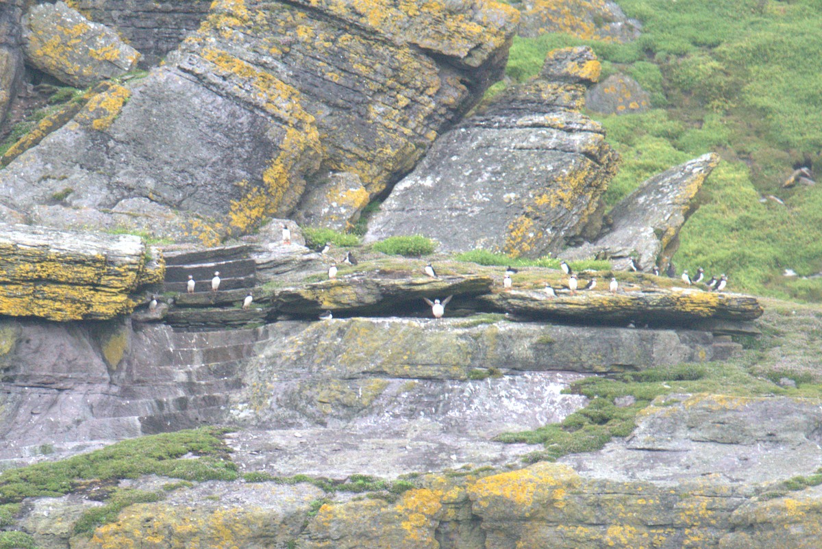 Atlantic Puffin - ML640382213