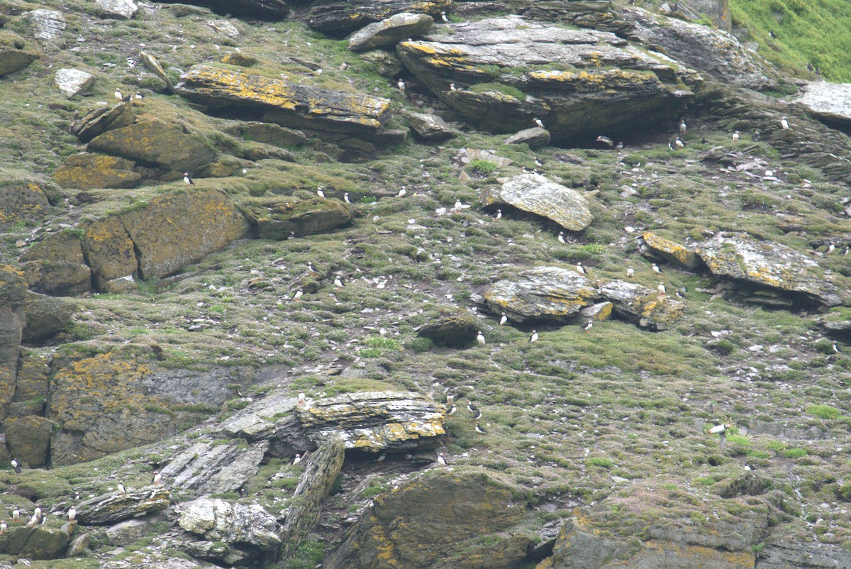 Atlantic Puffin - ML640382215