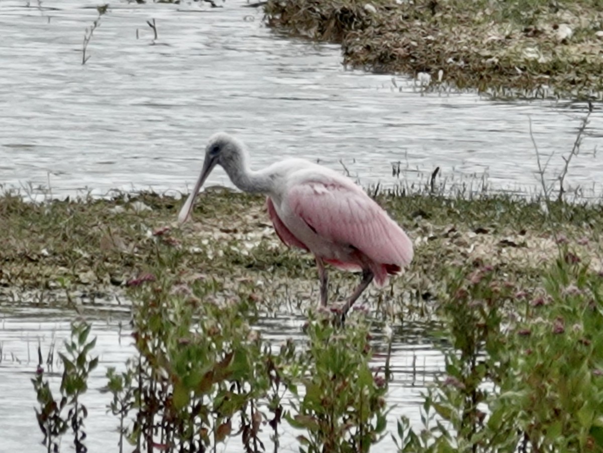 Roseate Spoonbill - ML640382255