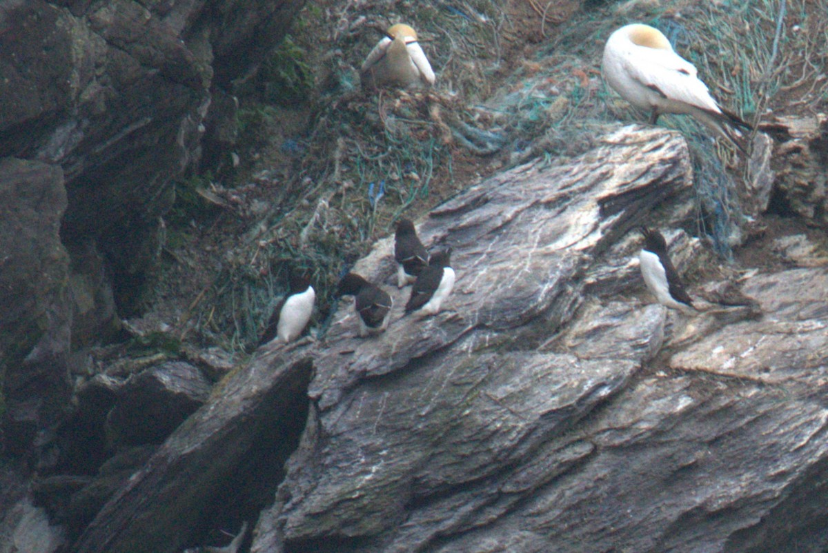 Razorbill - ML640382261