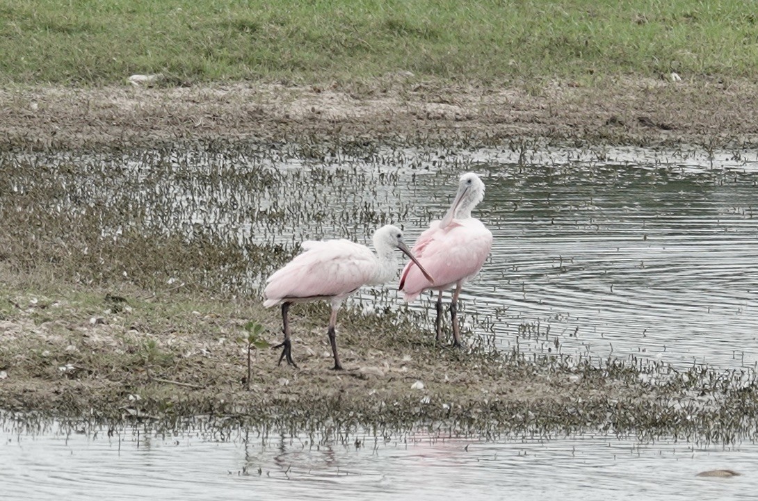 Roseate Spoonbill - ML640382262