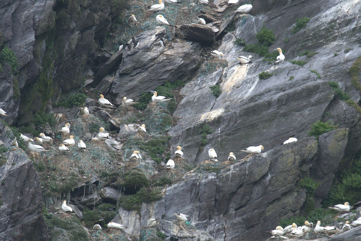 Razorbill - ML640382264