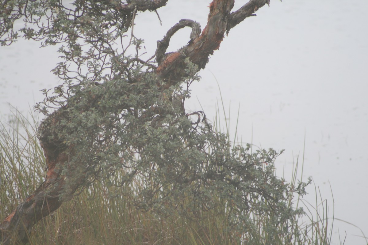 Azara's Spinetail - ML640382281