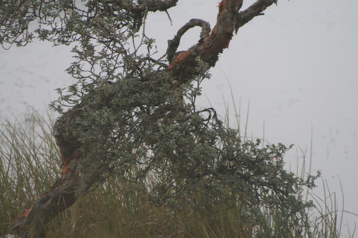 Azara's Spinetail - ML640382284
