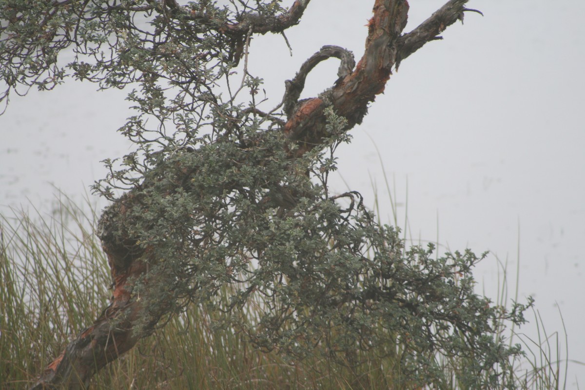 Azara's Spinetail - ML640382285
