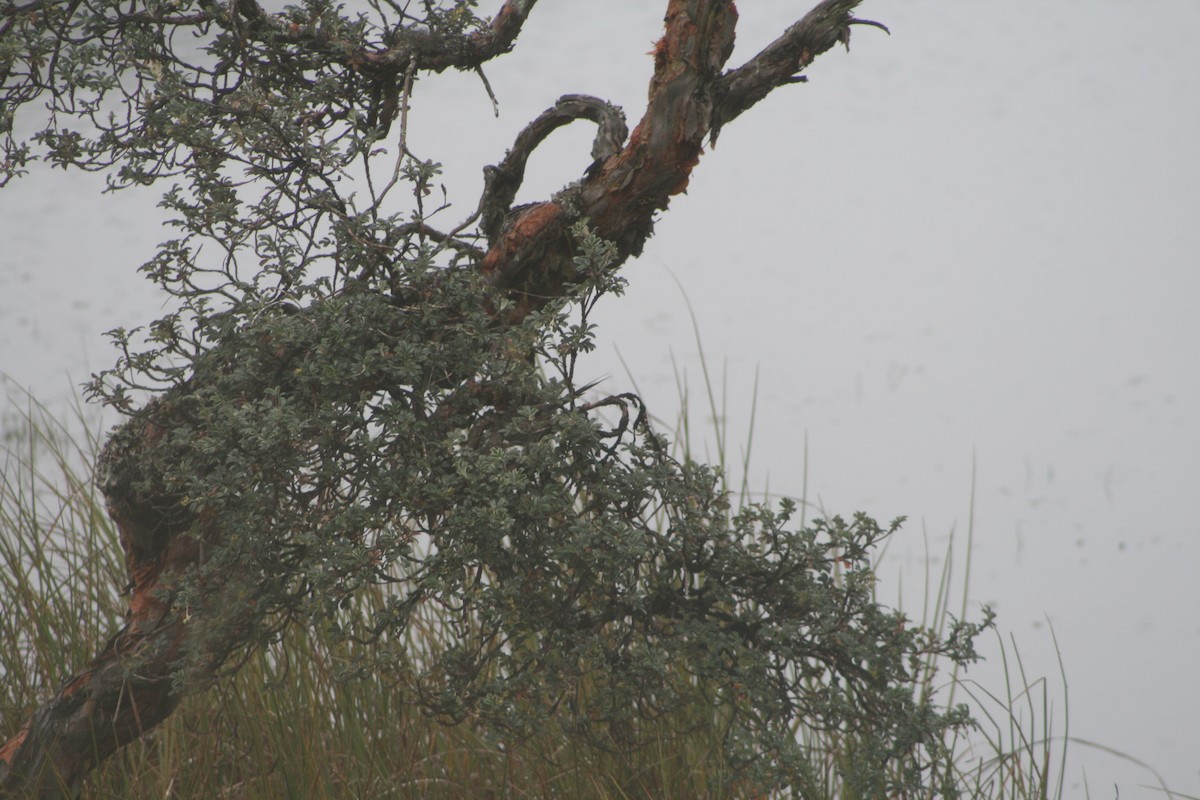 Azara's Spinetail - ML640382286