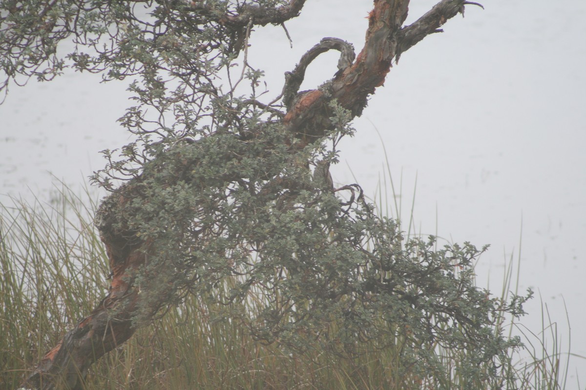 Azara's Spinetail - ML640382287