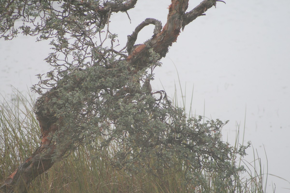 Azara's Spinetail - ML640382288