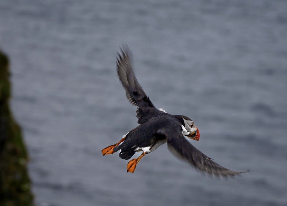 Atlantic Puffin - ML640382311