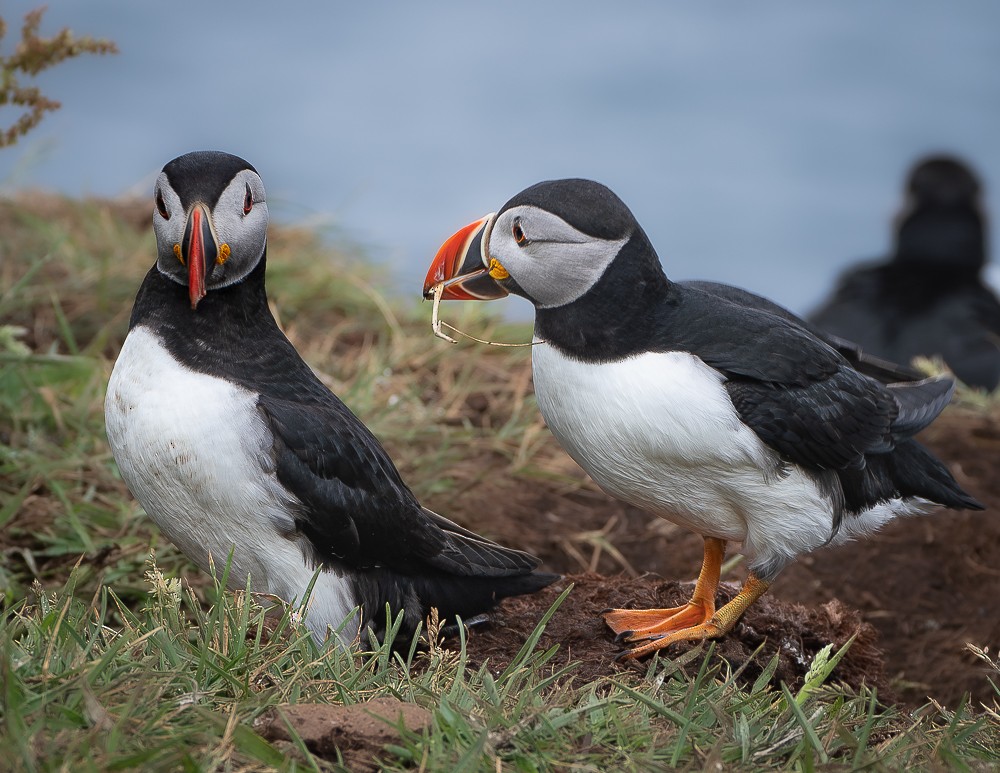 Atlantic Puffin - ML640382312