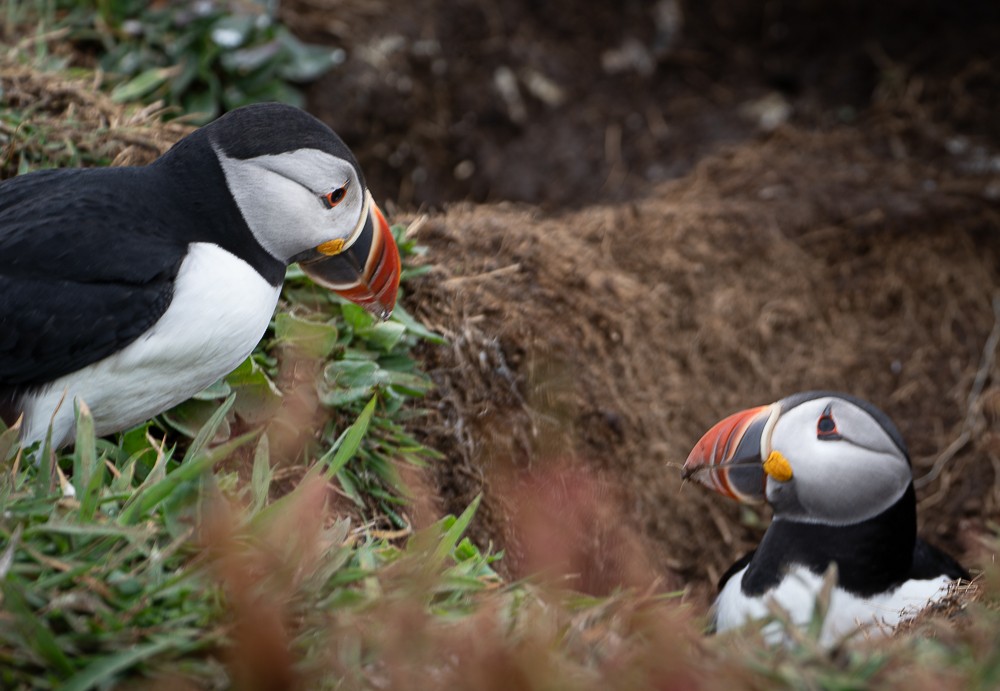 Atlantic Puffin - ML640382313