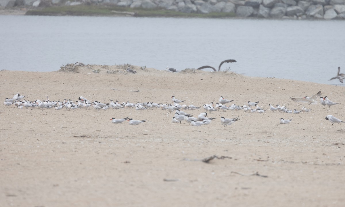 Elegant Tern - ML640382325