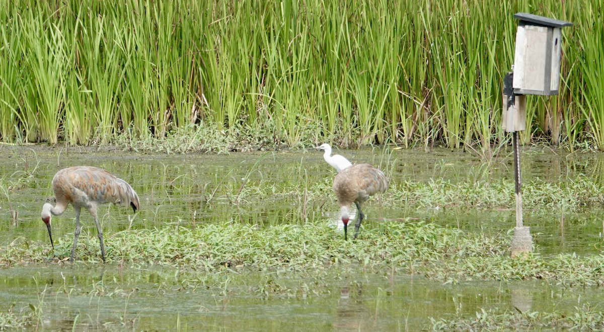 Sandhill Crane - ML640382329